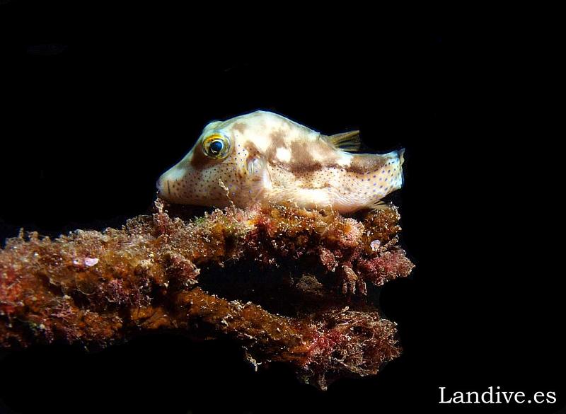 Gallinita ( Canthigaster capistrata ).jpg - OLYMPUS DIGITAL CAMERA